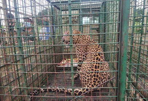 Leopard05sep2020