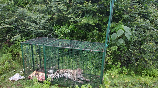 Leopard05sep2020