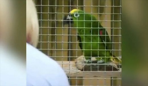 Parrot04sep2020