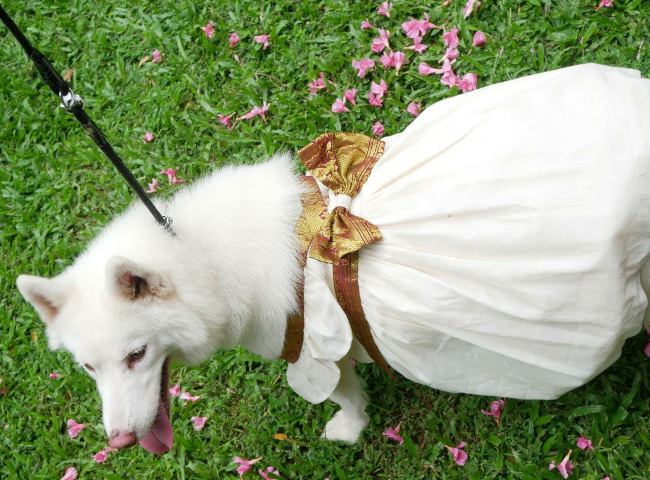Pet_dogs_onam