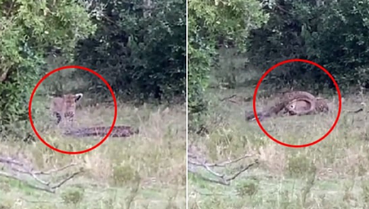 Death fight: Leopard and Python caught in a hair-rRaising video