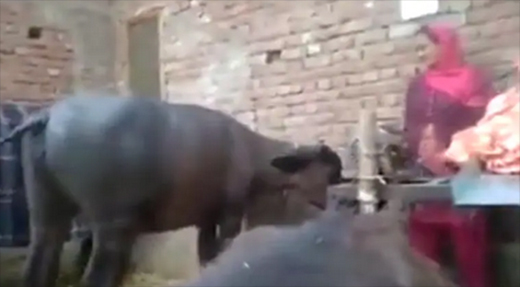 buffalo31dec20