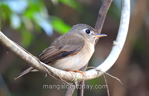 Bird09feb2021