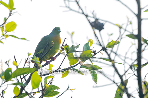 Bird09feb2021