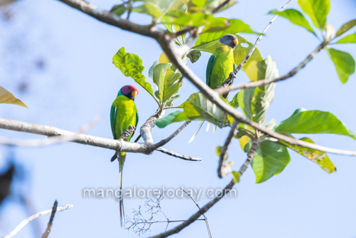 Bird09feb2021