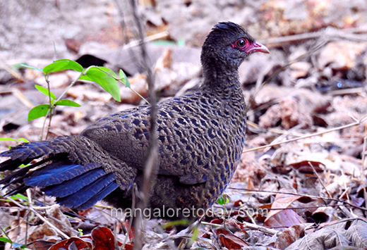 Bird09feb2021