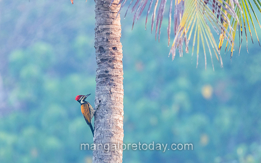 Bird09feb2021