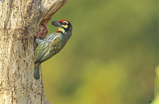 Bird