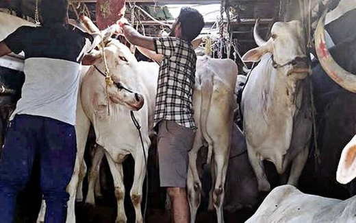 Cattle13feb2021