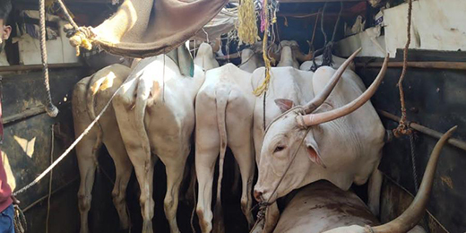 Cattle13feb2021