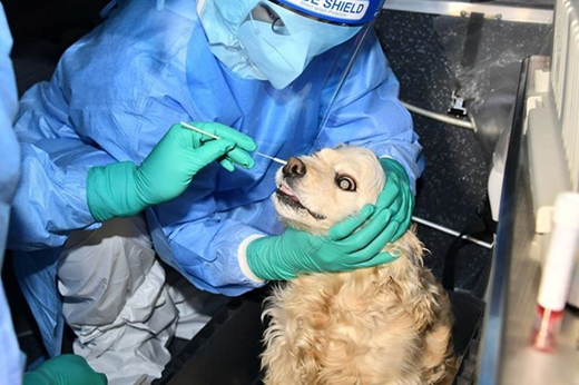 Dog11feb2021
