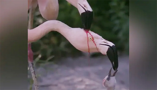 Flamingo24feb2020