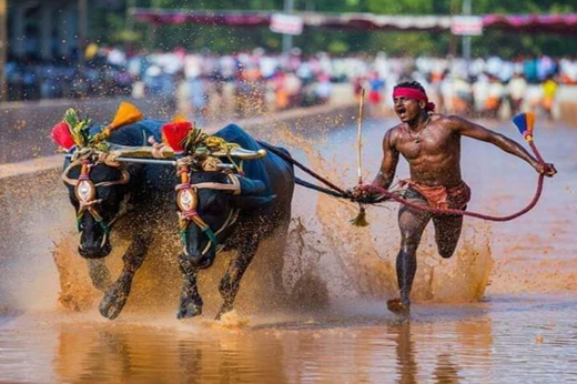 Kambala14feb2020