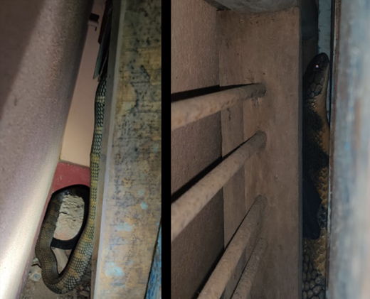 King Cobra rescued