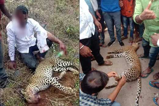 Mangalore Today | Latest headlines of mangalore, udupi - Page Karnataka-man-strangles-leopard-to-death-after-animal-attacks-him-and-family Mangalore Today | Latest headlines of mangalore, udupi - Page Karnataka-man-strangles-leopard-to-death-after-animal-attacks-him-and-family