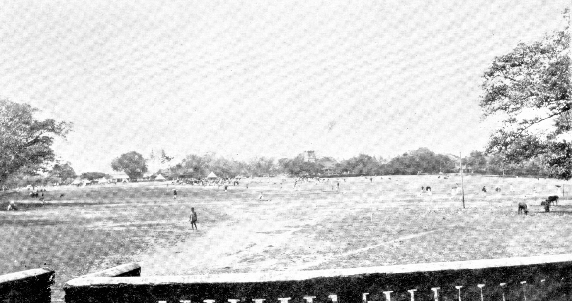 cricket