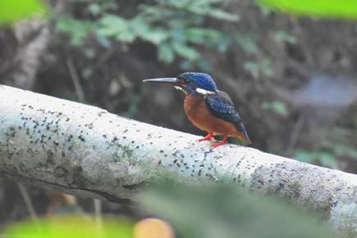 kingfisher.jp