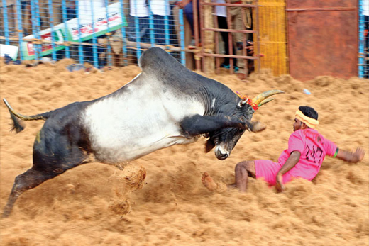 Jallikattu