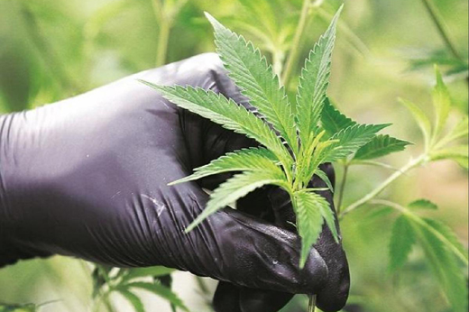 cannabis