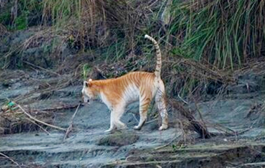 Golden-tiger-2...