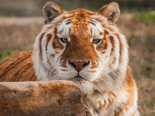 Golden-tiger-3...