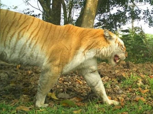 Golden-tiger.