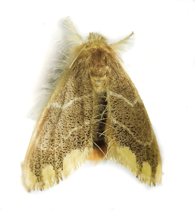 Moth