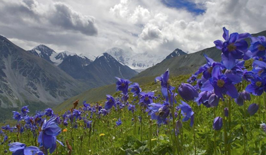 Tibetan Blue Poppy