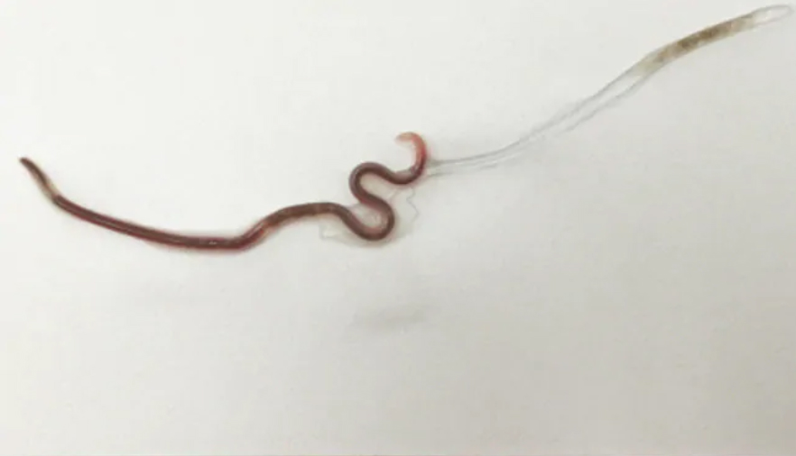 worm17july2020