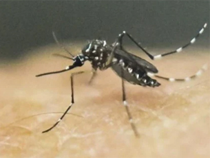 zika virus