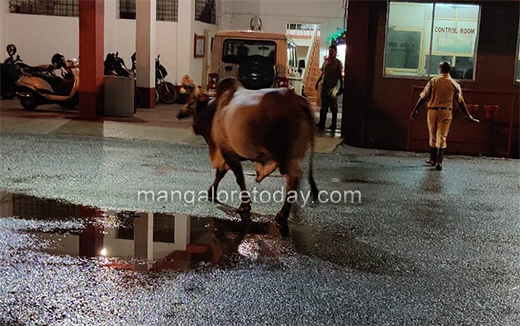 Bull15june2020