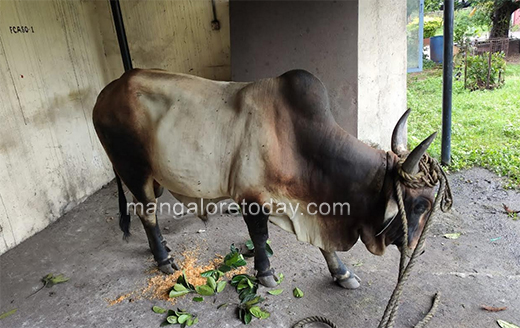 Bull15june2020