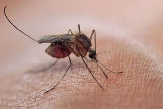 Mosquitoes26