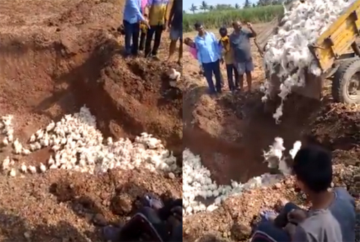 Chickens-buried-alive