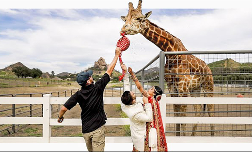 Giraffe16march2020