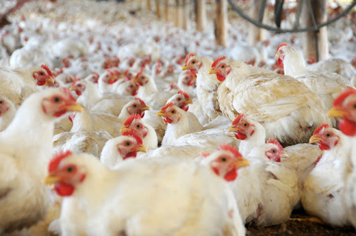 Poultry