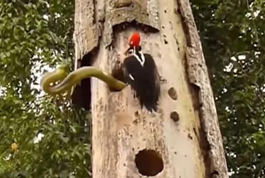woodpecker3mar.