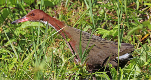 Aldabra-bird-e...