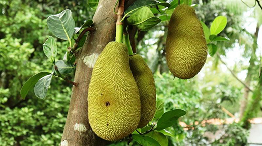 Jackfruit25may.