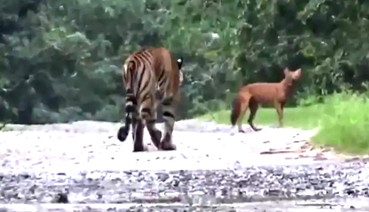TIGER-CHASR-DH...