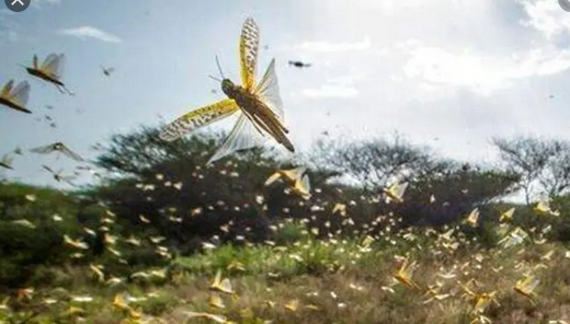 locust-attack-...