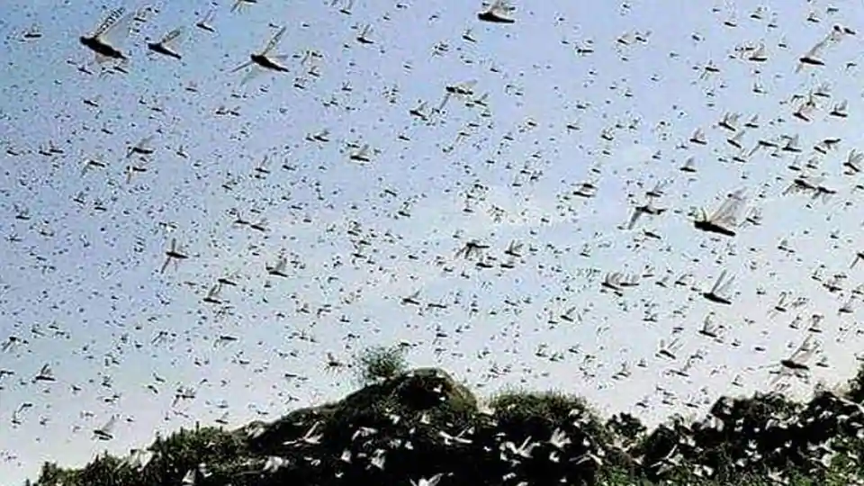 locust29may20