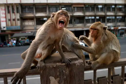 monkey29may20