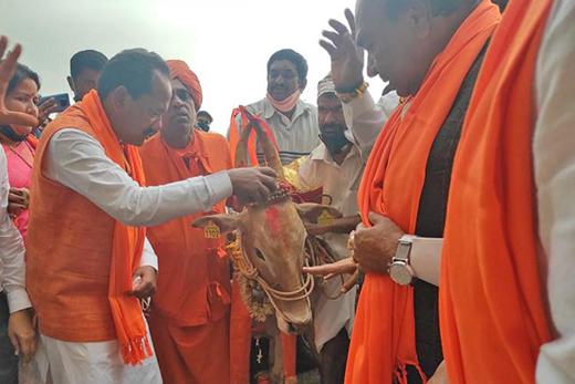 Karnataka-cow