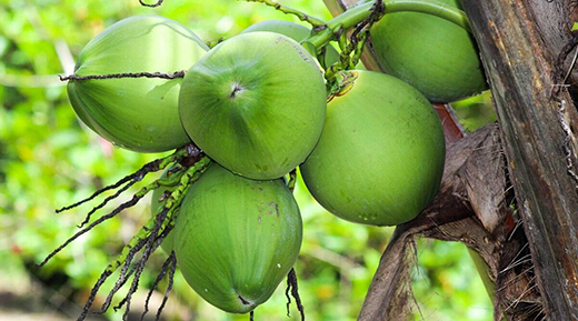 coconut05nov2020
