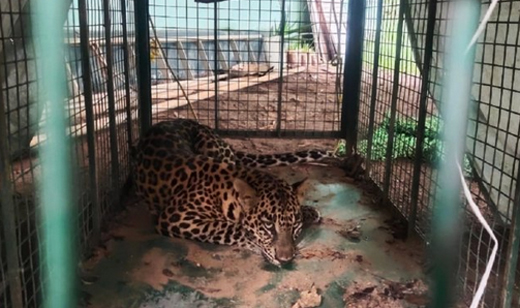 leopard caught in snare