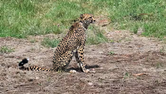 Cheetah