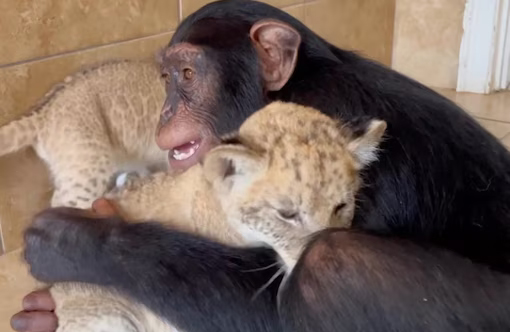 Chimpanzee
