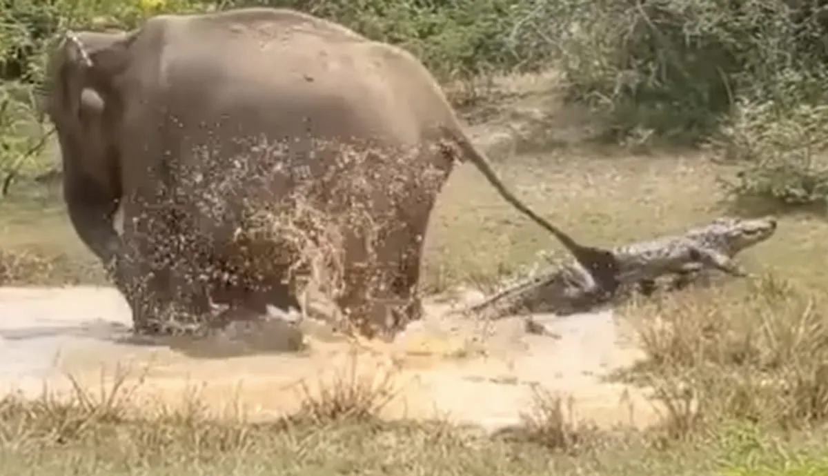 Crocodile