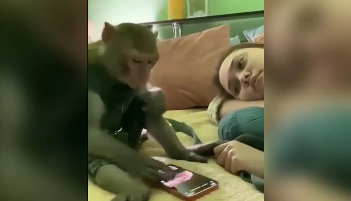 Monkey